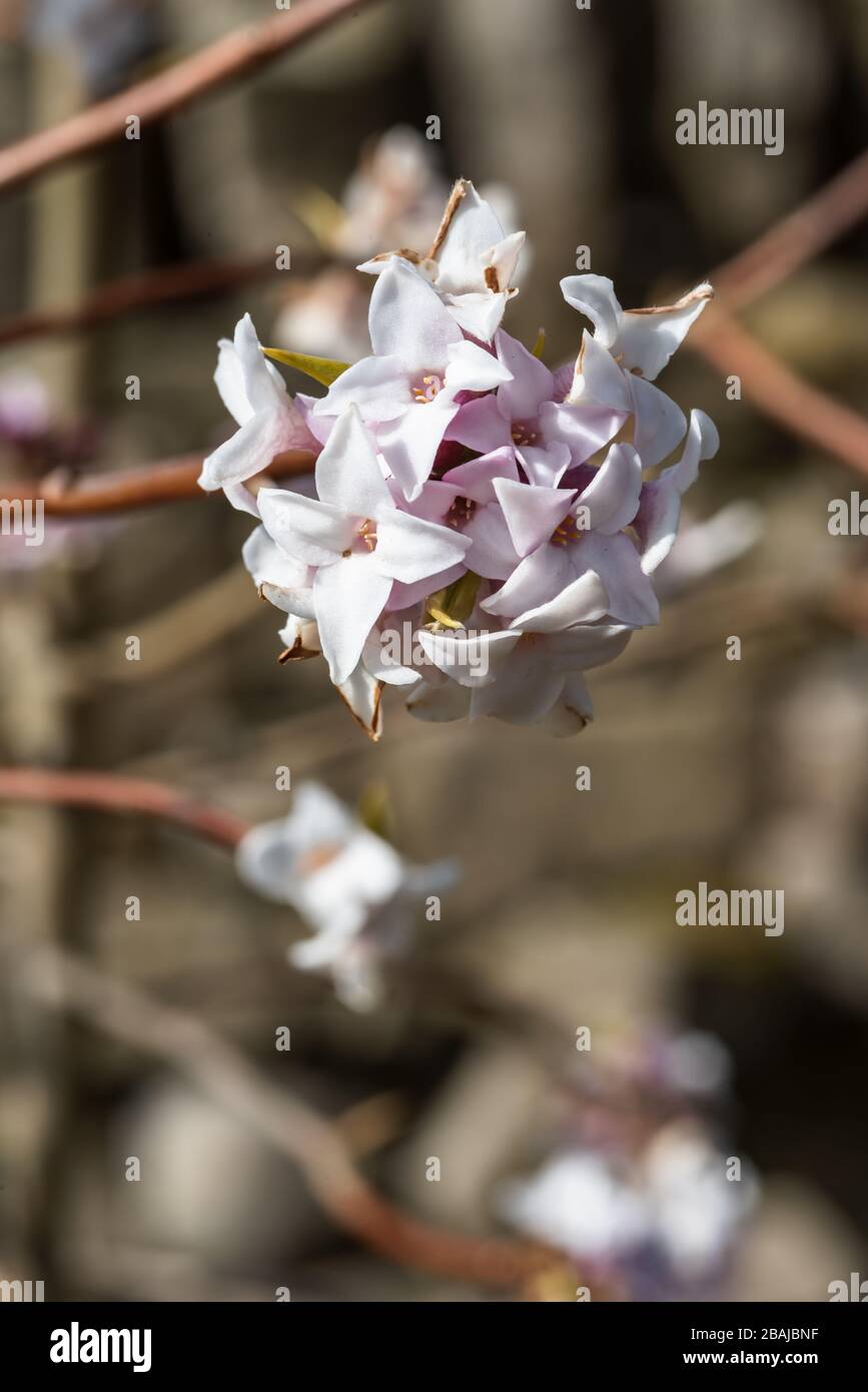 Daphne bholua 'Jacqueline' Postill Banque D'Images
