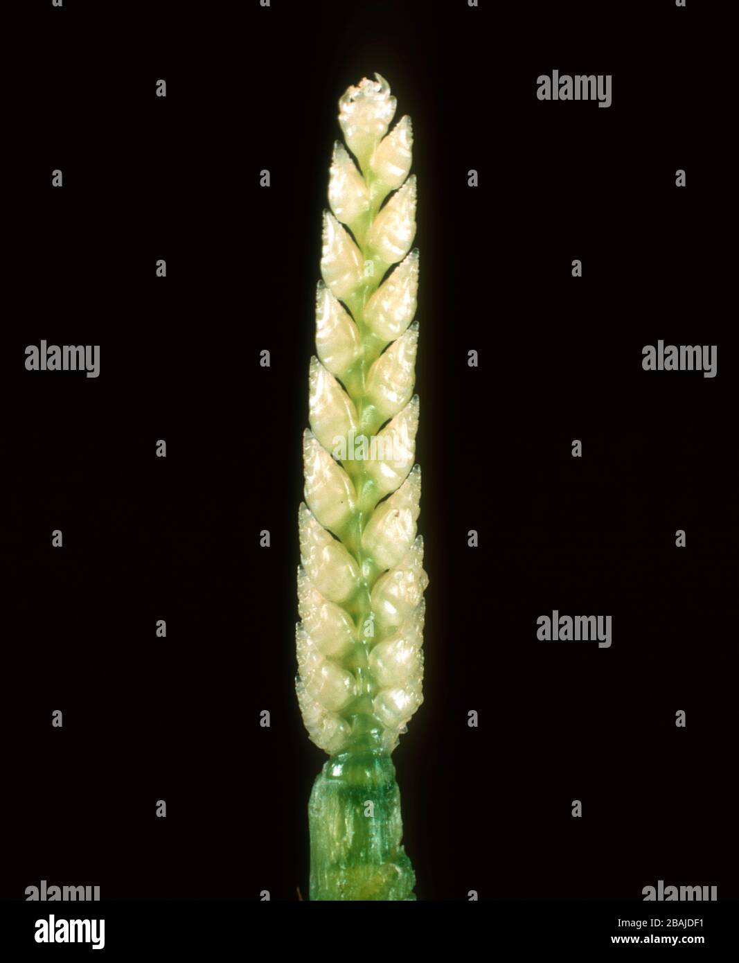 L'oreille embryonnaire de blé (Triticum aestivum) disséchée de la tige avant l'émergence de l'oreille, Banque D'Images