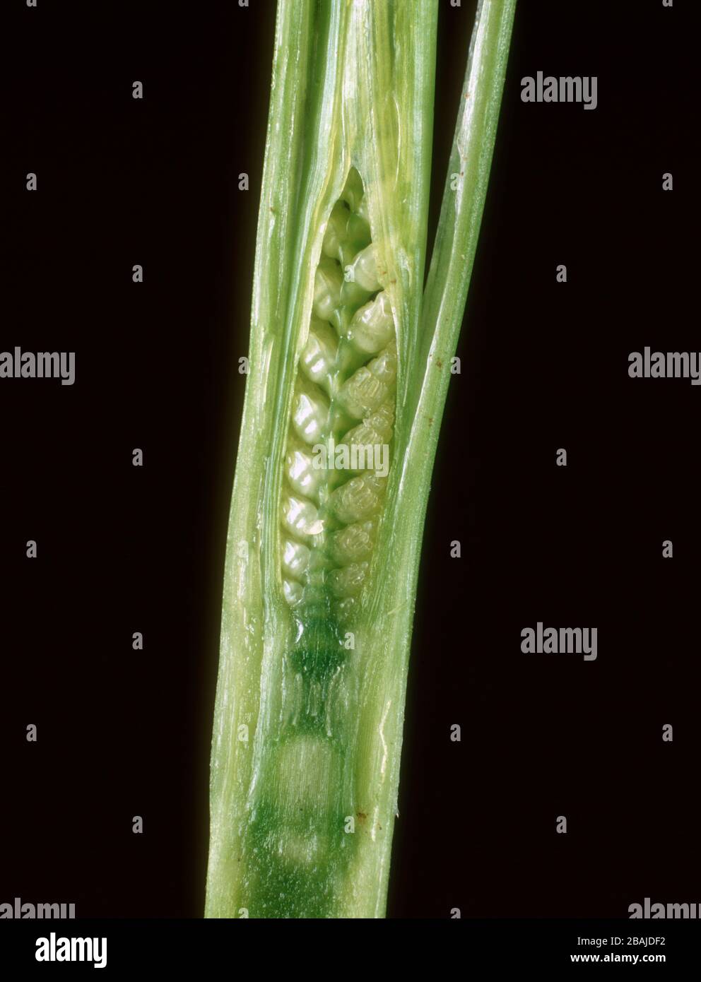 L'oreille embryonnaire de blé (Triticum aestivum) disséchée de la tige avant l'émergence de l'oreille, Banque D'Images