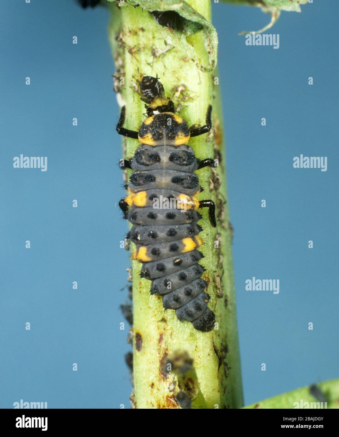 Ladybird à sept taches (Coccinella septempunctata) larve se nourrissant du puceron de haricot noir (Aphis fabafabae) Banque D'Images