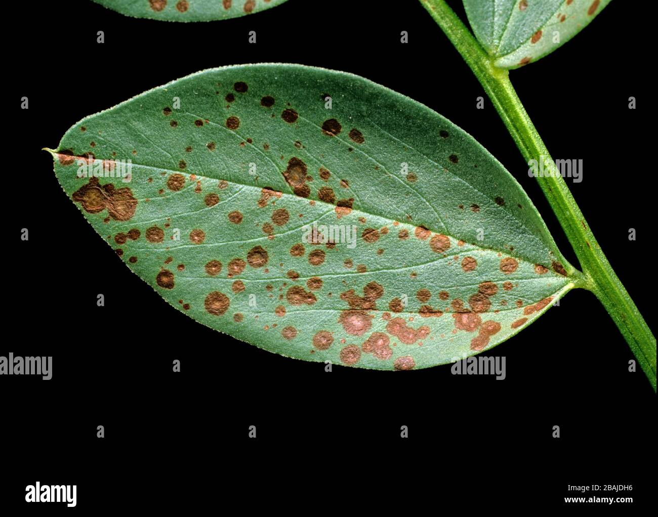 Tache de chocolat (Botrytis fabae) symptômes précoces de loesions nécrotiques discrets sur la feuille d'un haricot de champ (Vicia faba) Banque D'Images