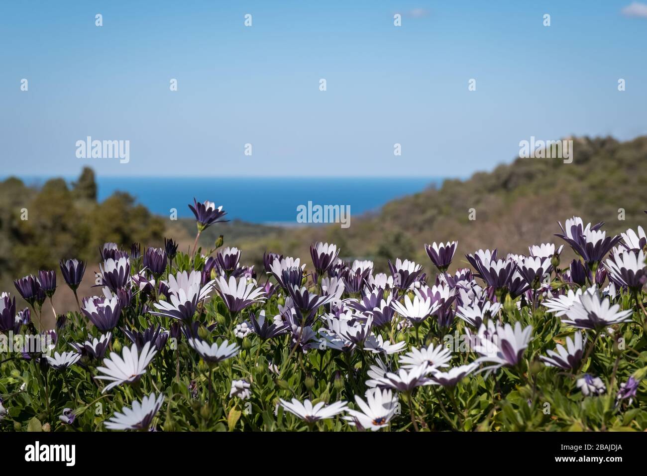 Daisies violettes méditerranéennes bleues et blanches (Dimorphotheca ecklonis) éclairées à la lumière du soleil avec la mer Méditerranée bleue et le ciel bleu au loin Banque D'Images
