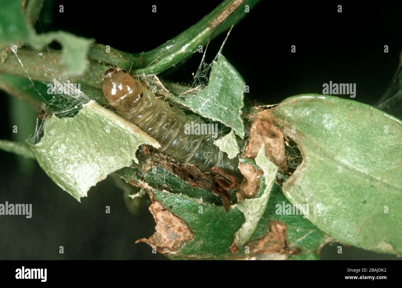 Une tortrix caterpillar (Acleris sparsana) avec un nid de sangle dans le feuillage de myrtyle (Myrtus sp.), Devon Banque D'Images