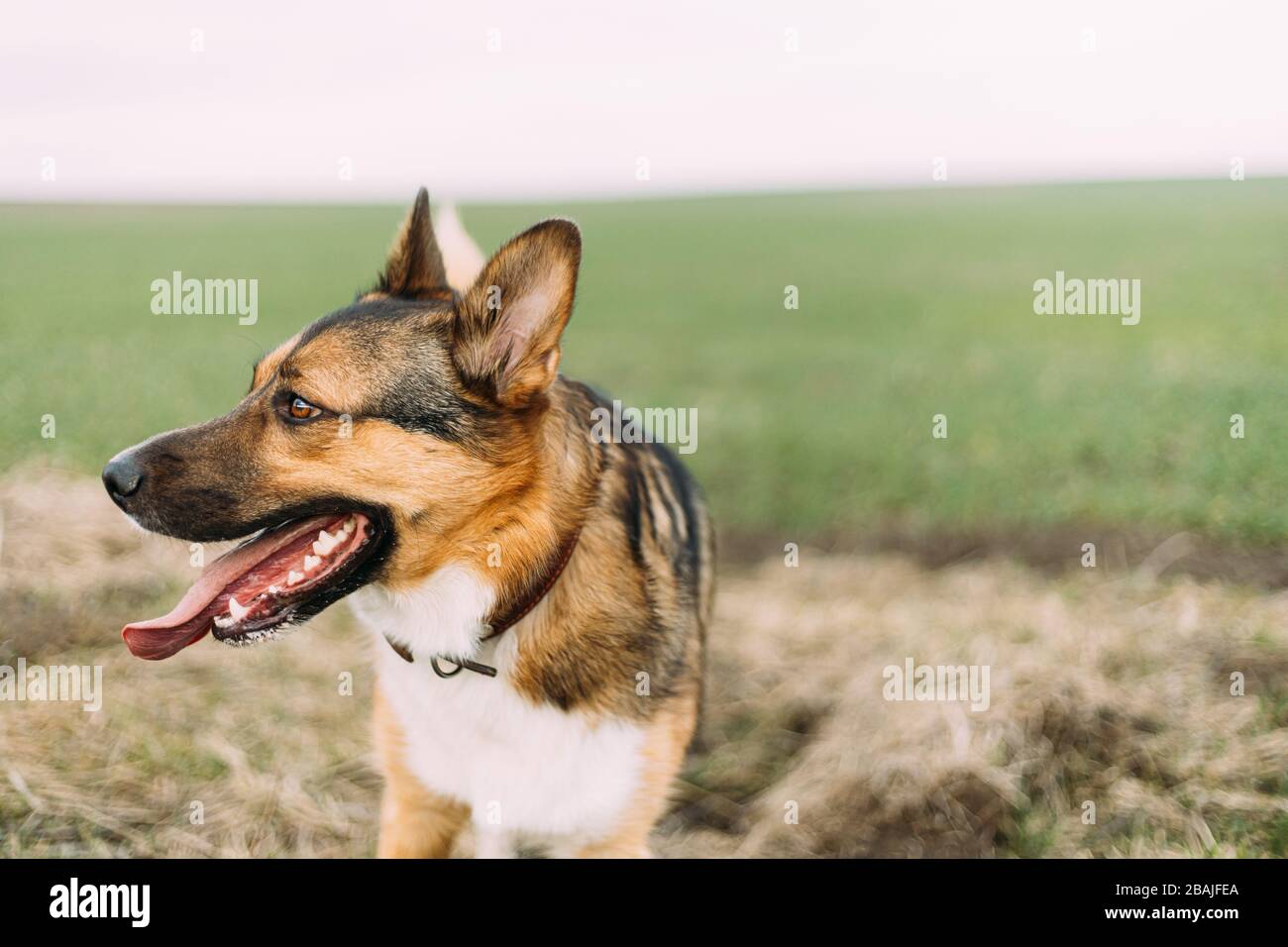 Drôle de chien martyre mélangé à pied dans Green Meadow Grass. Charmant animal de compagnie. Banque D'Images