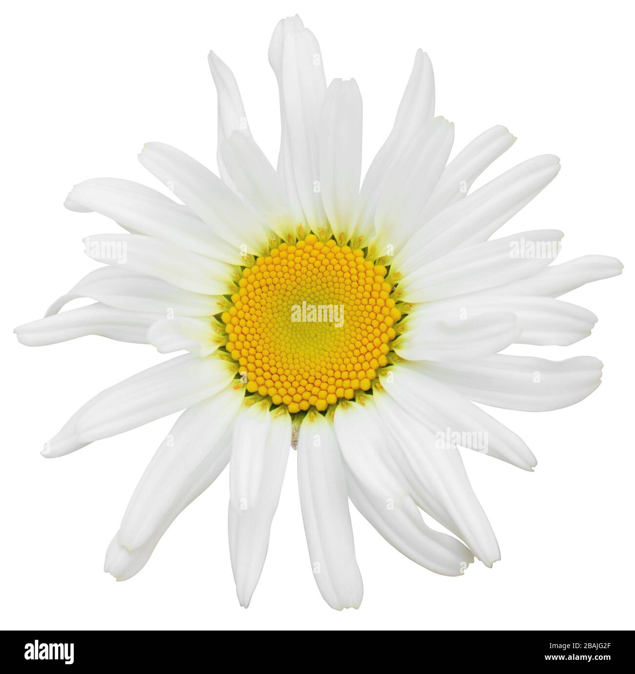 Jolie Daisy blanche (Marguerite) isolée sur fond blanc, y compris le chemin de découpe. Allemagne Banque D'Images