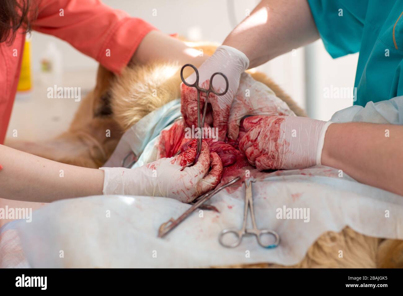 Opération chirurgicale dans une clinique vétérinaire. Élimination et stérilisation de la hernie du berger caucasien. Banque D'Images