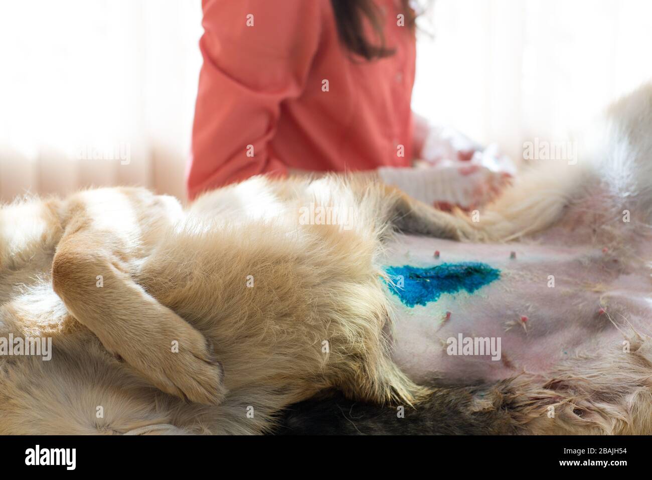 Dog Operation Veterinarian Wound Banque D Image Et Photos Alamy