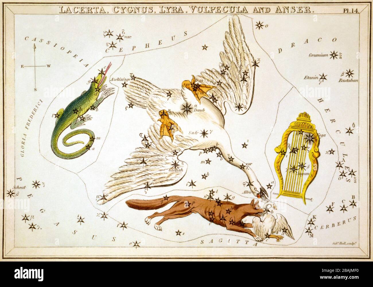 Lacerta, Cygnus, Lyra, Vulpecula et Anser, carte céleste, partie de l’ensemble miroir d’Urania, une vue des cieux, gravée par la salle Sidney, publiée pour la première fois en 1824 Banque D'Images