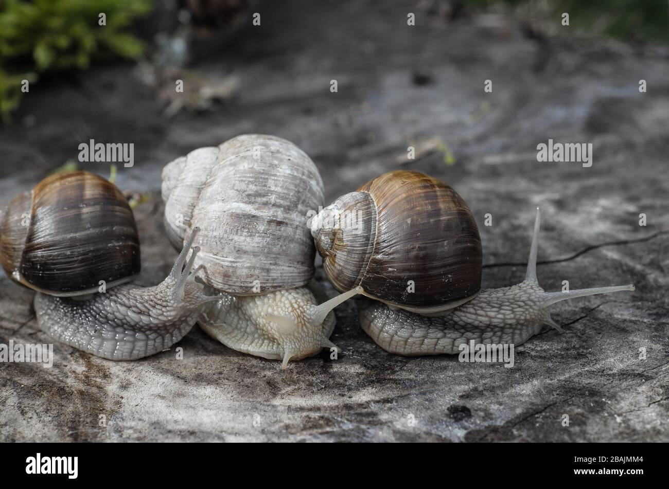 Schnecke - Weinbergschnecke - Burgunderschnecke Banque D'Images