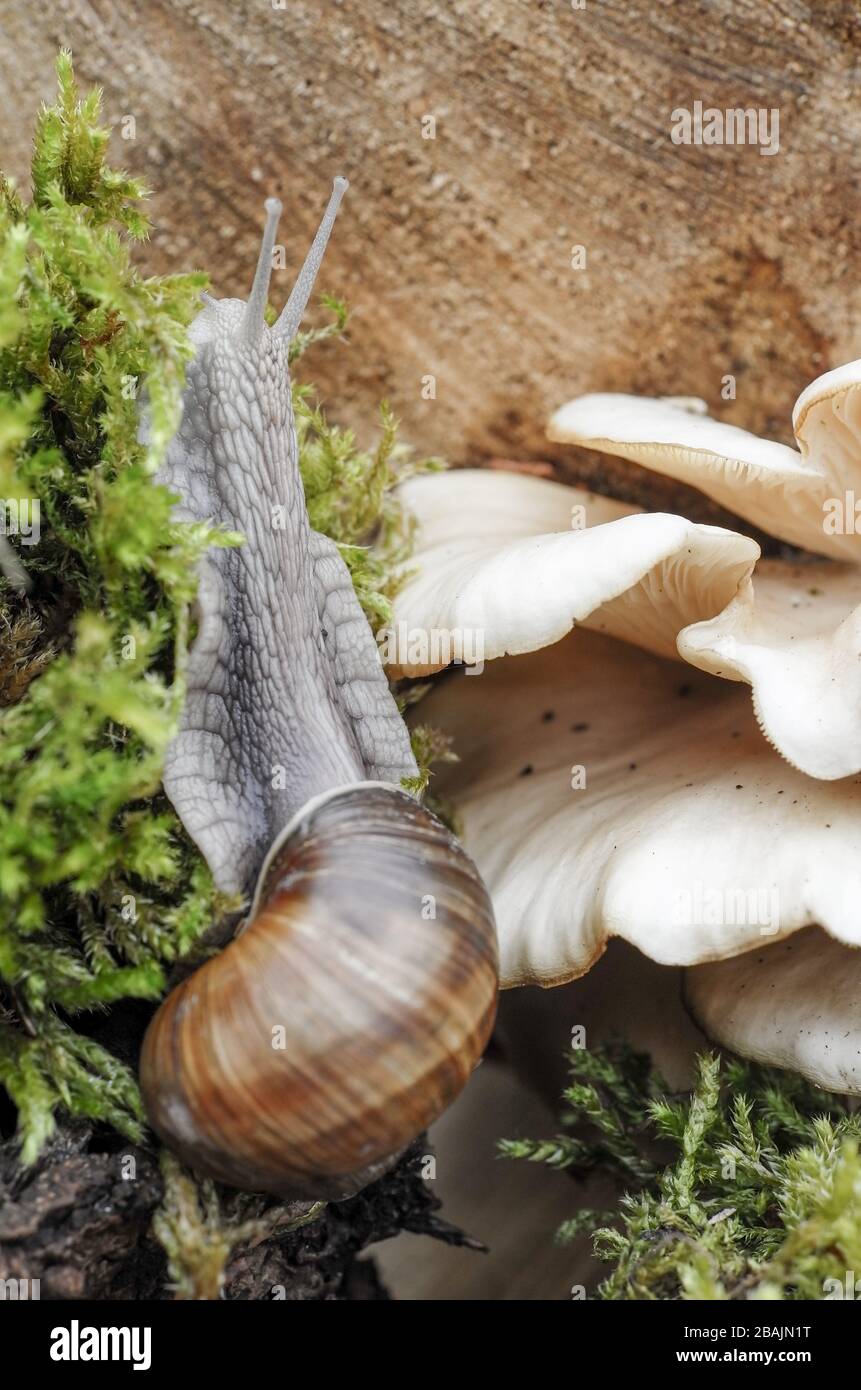 Schnecke - Weinbergschnecke - Burgunderschnecke Banque D'Images