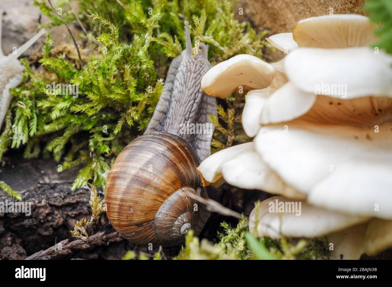 Schnecke - Weinbergschnecke - Burgunderschnecke Banque D'Images