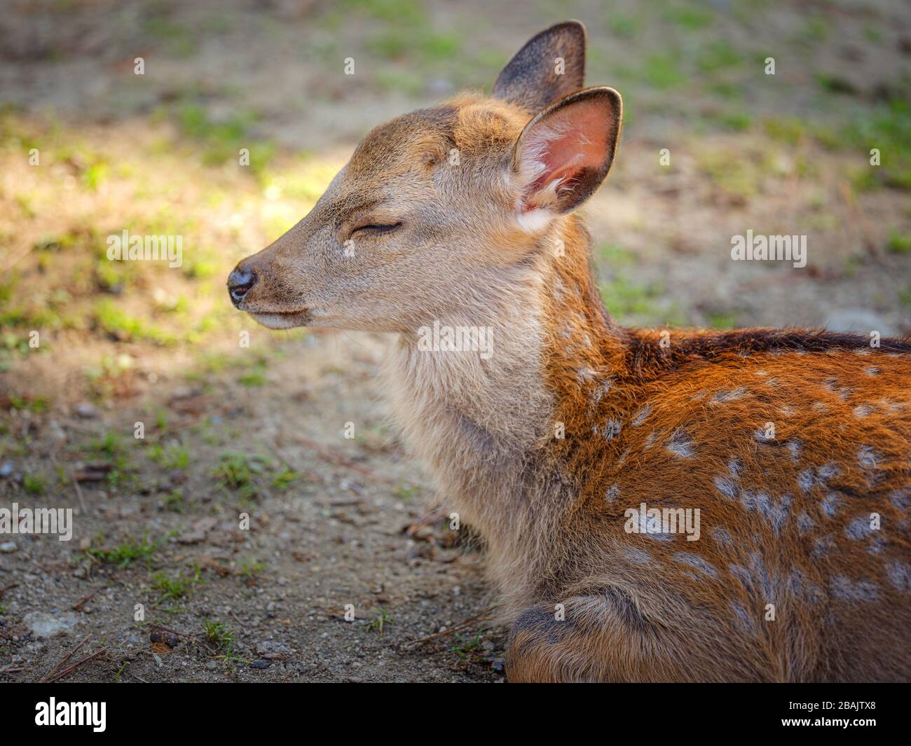 Cerf Nara sauvage au parc Nara au Japon Banque D'Images