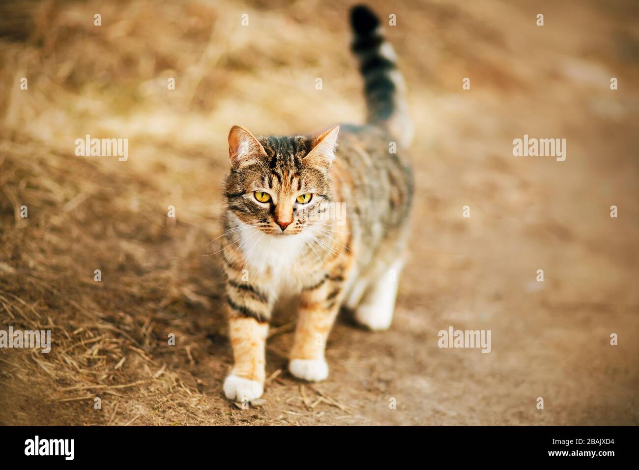 Un brège de mongrel mignonne promenades de chat en automne sur la route du village parmi l'herbe jaune fanée. Banque D'Images