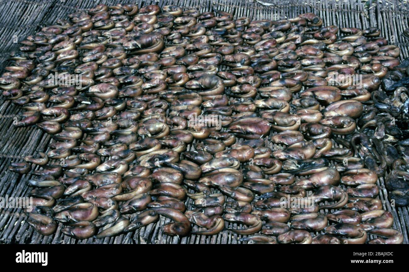 Poissons d'eau douce fumés et séchés dans le lac Tchad Banque D'Images