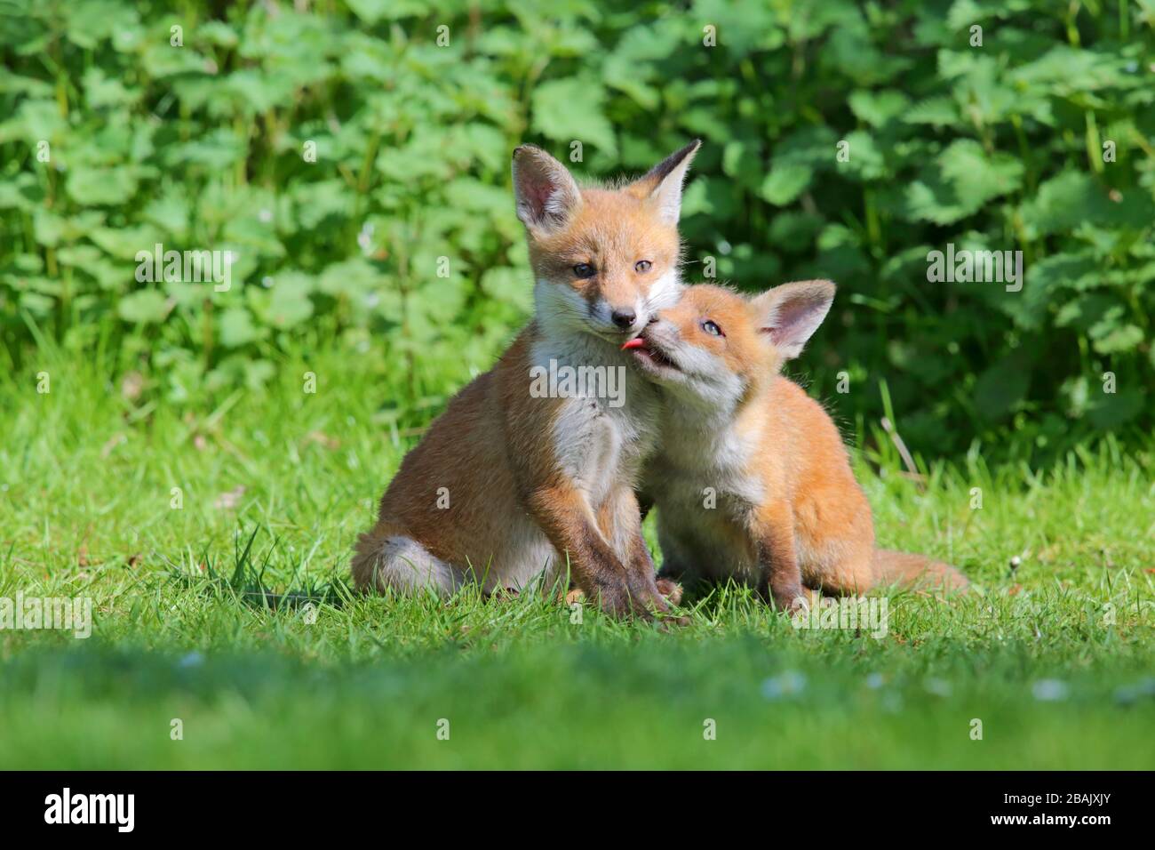 Deux cubes ou kits de renard rouge (Vulpes vulpes) mignons au printemps dans le sud de l'Angleterre Banque D'Images
