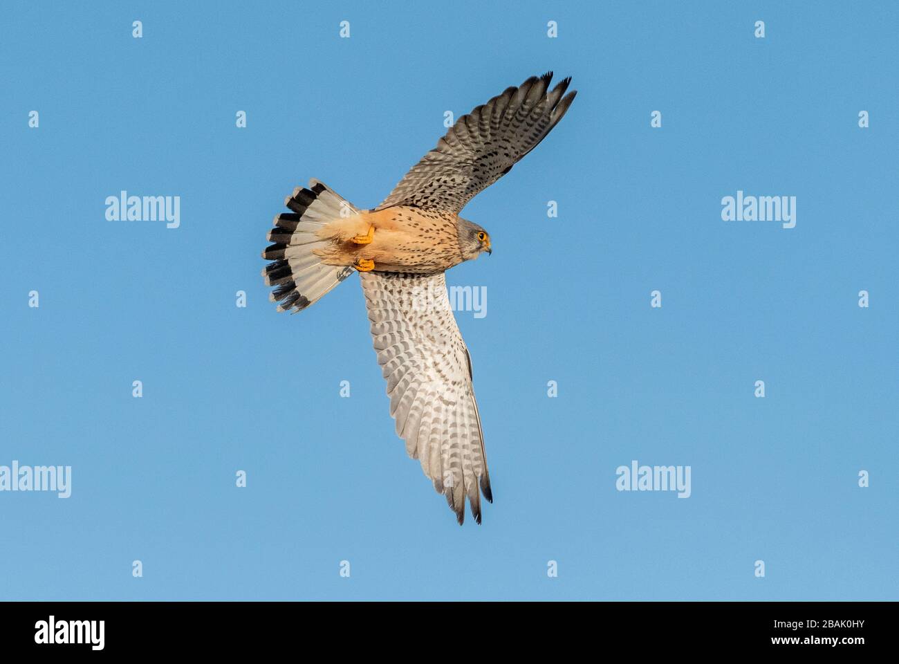 Mâle de kestrel commun, Falco tinnunculus, en vol. Banque D'Images