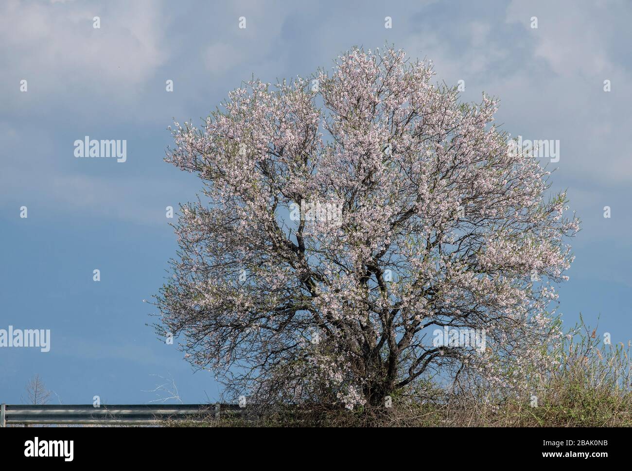 Arbre aux amandes, Prunus amygdalus, en fleur au début du printemps, Thrace, Grèce. Banque D'Images