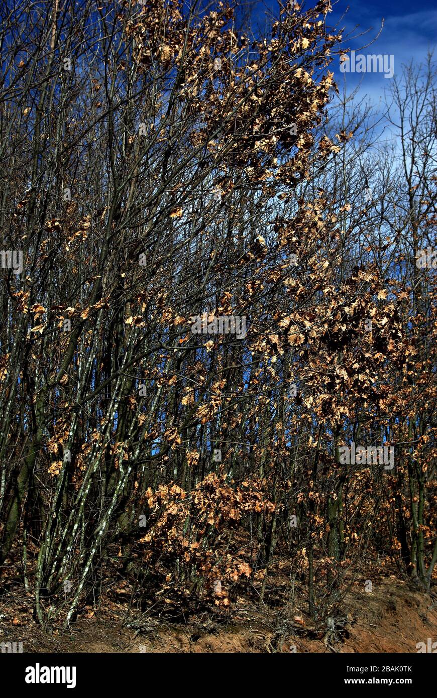 Forêt d'automne, troncs de hêtre argenté contre les feuilles sèches, feuilles jaunes sèches sur terre. Randonnée et loisirs. Banque D'Images