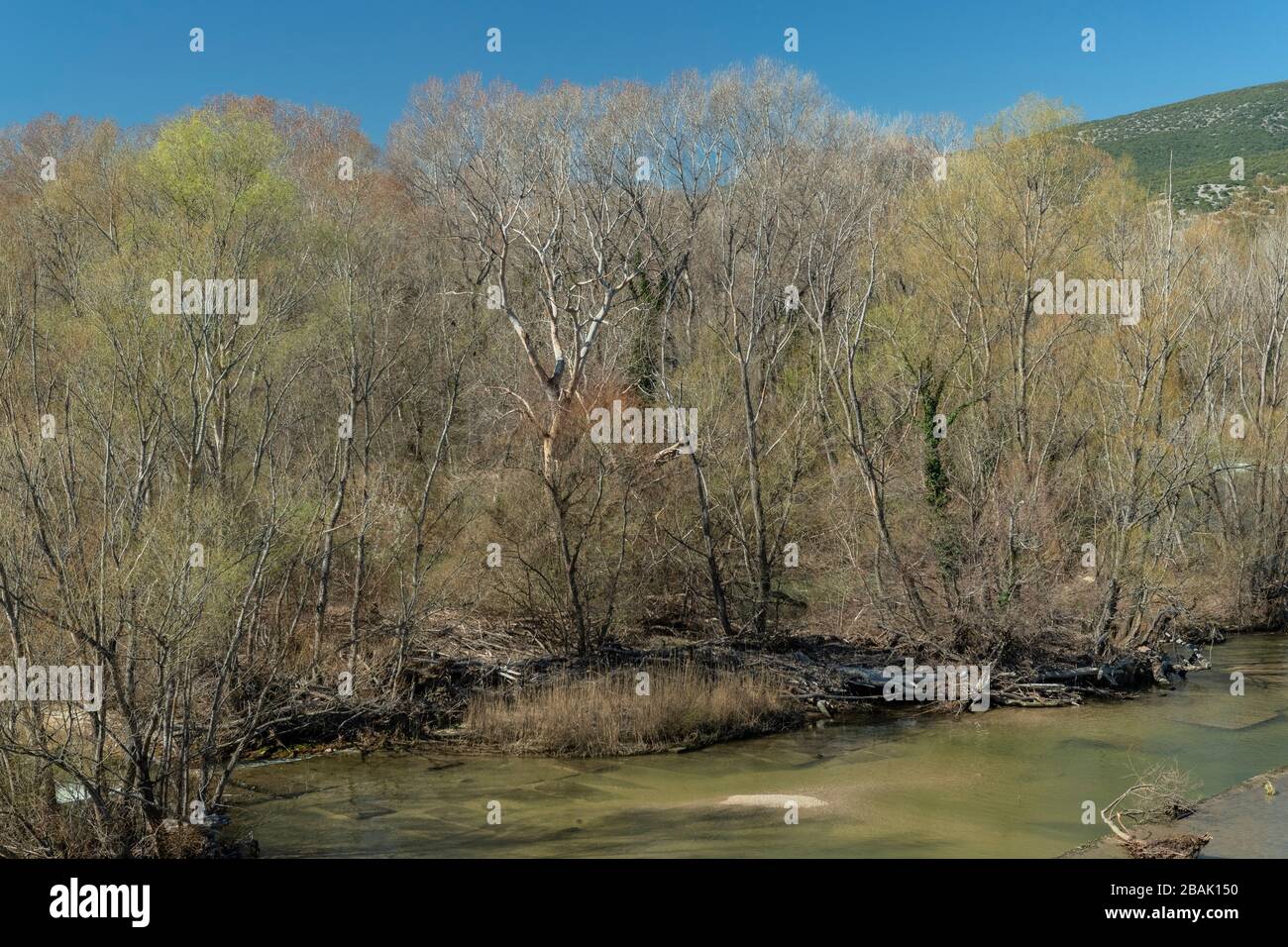 Ancienne forêt de Riverine, dans la vallée de la rivière Nestos, composée principalement de peuplier blanc, de Populus alba et de Willows à la fin de l'hiver. À l'ouest de Xanthi, Grèce. Banque D'Images