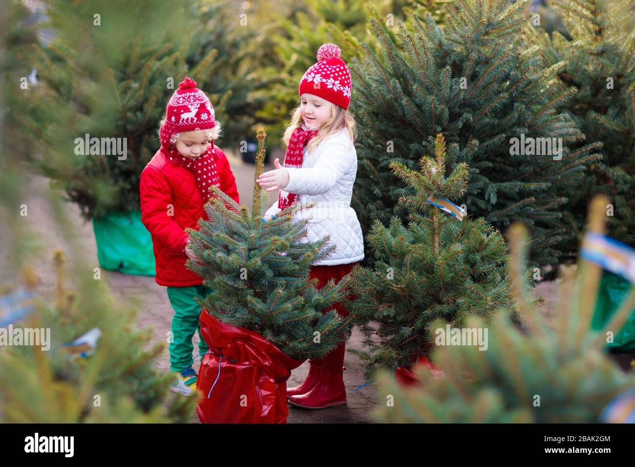 Famille sélection arbre de Noël. Les enfants choisissent un arbre de Noël norvégien fraîchement