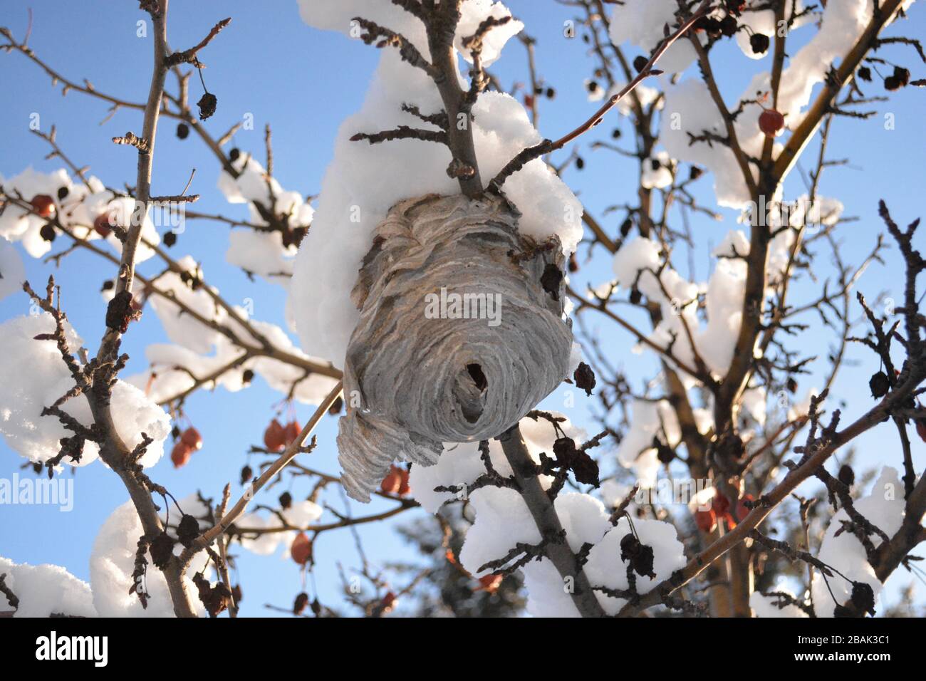 Ruche d'abeilles sur le crabe des neiges pommier en hiver Banque D'Images