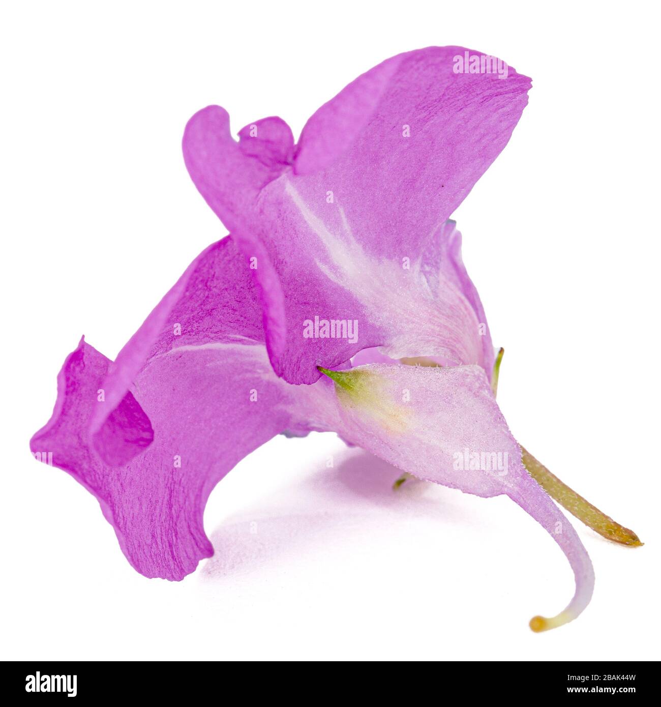 Fleur violette d'Impatiens balsamina, potager balsam jewelweid touch-me-not  plante, isolée sur fond blanc Photo Stock - Alamy