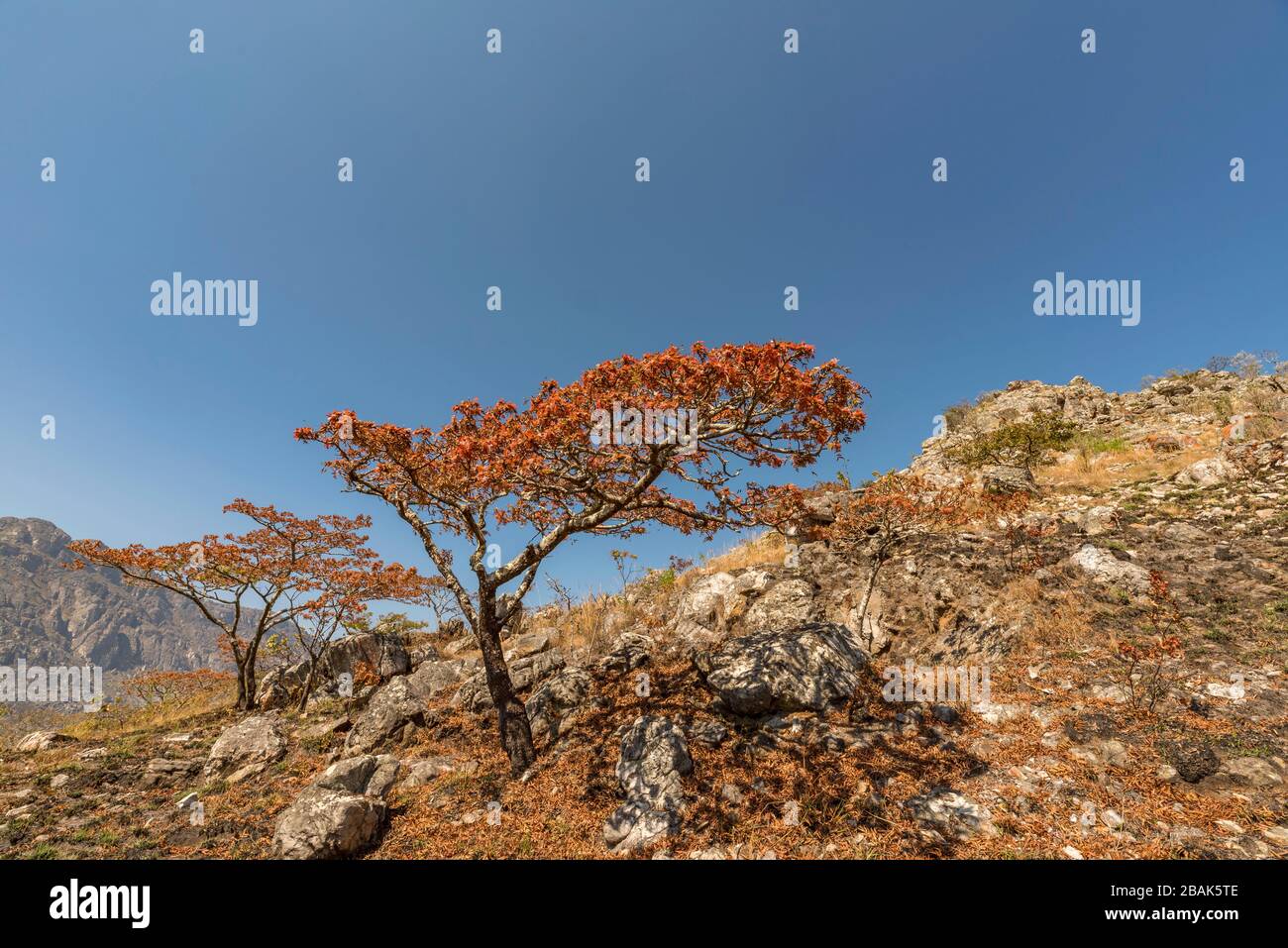 Floraison de Msasa vu dans les montagnes de Chimaniani au Zimbabwe. Banque D'Images
