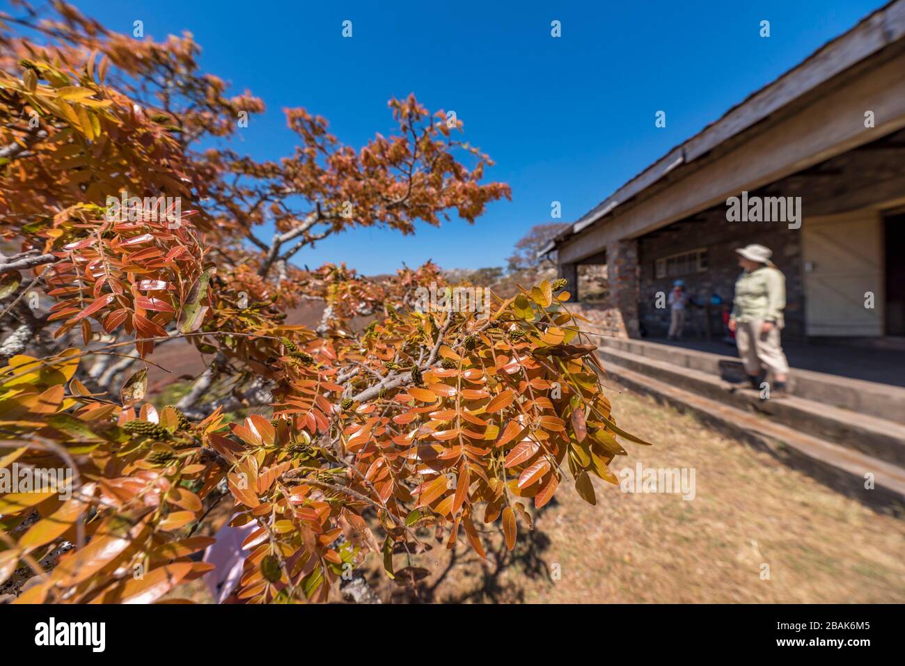 Floraison de Msasa vu dans les montagnes de Chimaniani au Zimbabwe. Banque D'Images