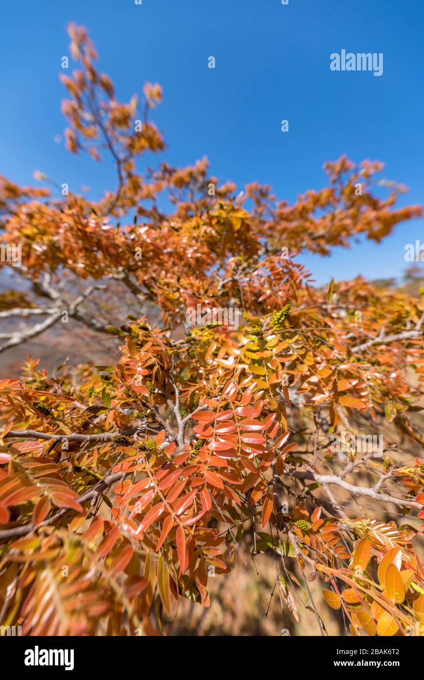 Floraison de Msasa vu dans les montagnes de Chimaniani au Zimbabwe. Banque D'Images