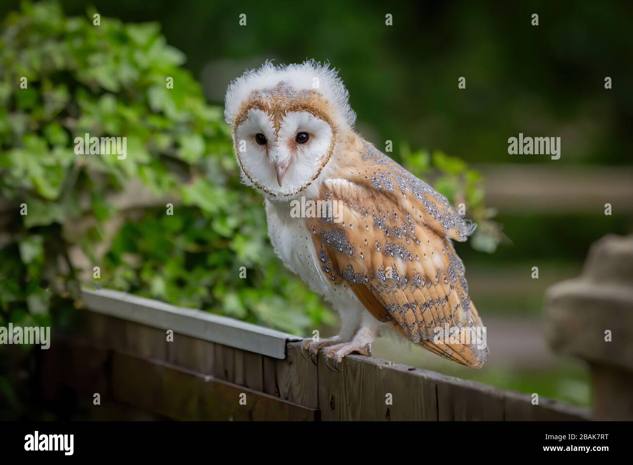 Jeune fille / bébé femelle Barn Owl Chick avec tête douce regardant la camera de thew tout en perché sur un poteau de clôture. Fond vert. ( tyto alba) Banque D'Images