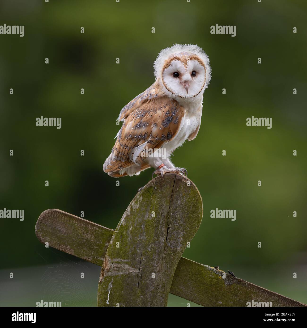 Jeune fille / bébé femelle Barn Owl Chick avec tête douce regardant la camera de thew tout en perché sur un poteau de clôture. Fond vert. ( tyto alba) Banque D'Images