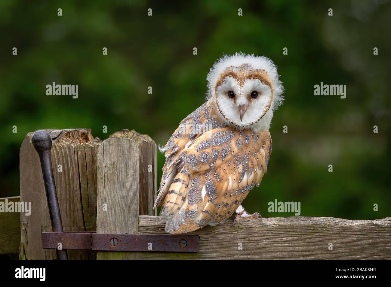 Jeune fille / bébé femelle Barn Owl Chick avec tête douce regardant la camera de thew tout en perché sur un poteau de clôture. Fond vert. ( tyto alba) Banque D'Images