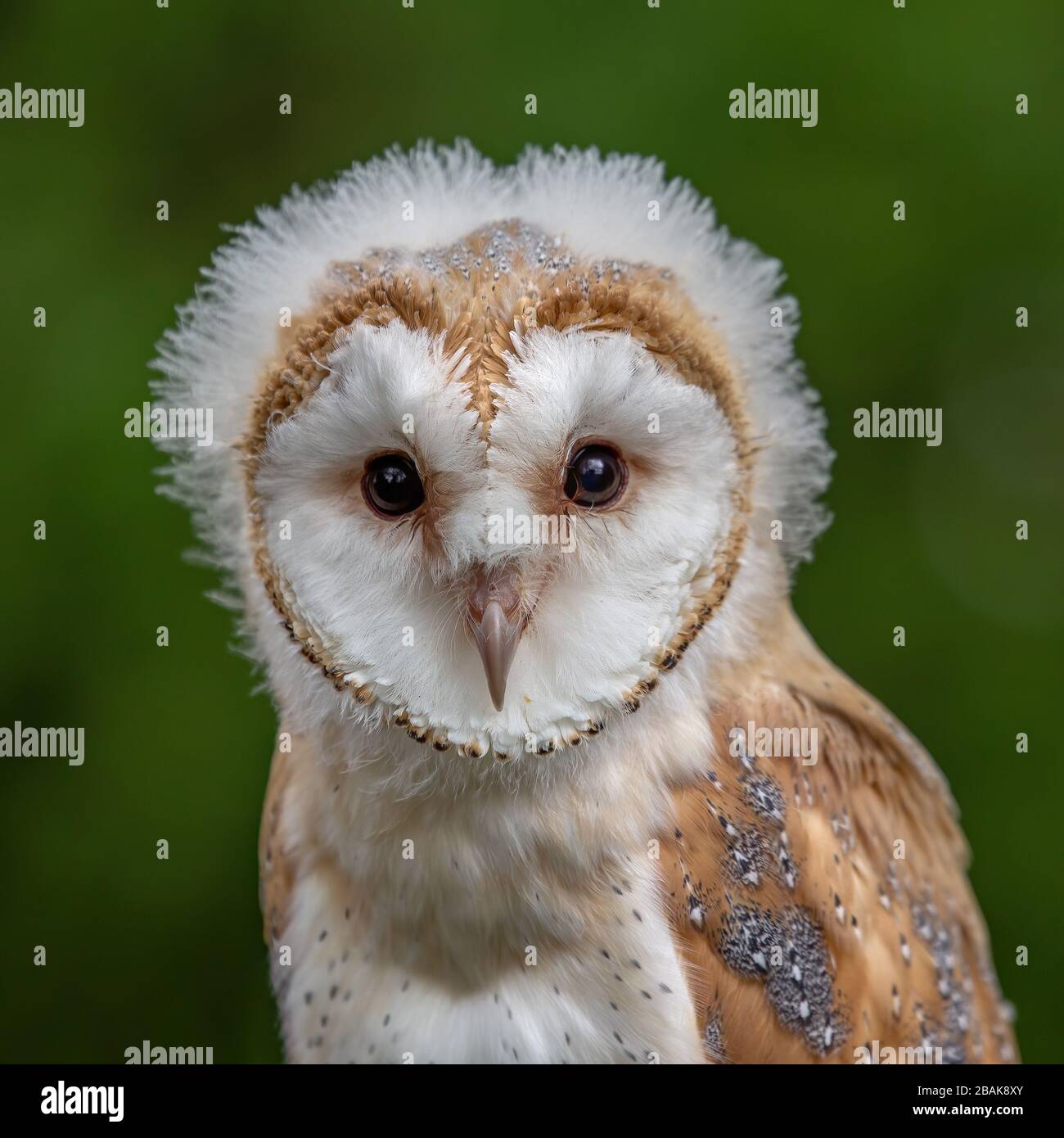 Jeune fille / bébé femelle Barn Owl Chick avec tête douce regardant la camera de thew tout en perché sur un poteau de clôture. Fond vert. ( tyto alba) Banque D'Images