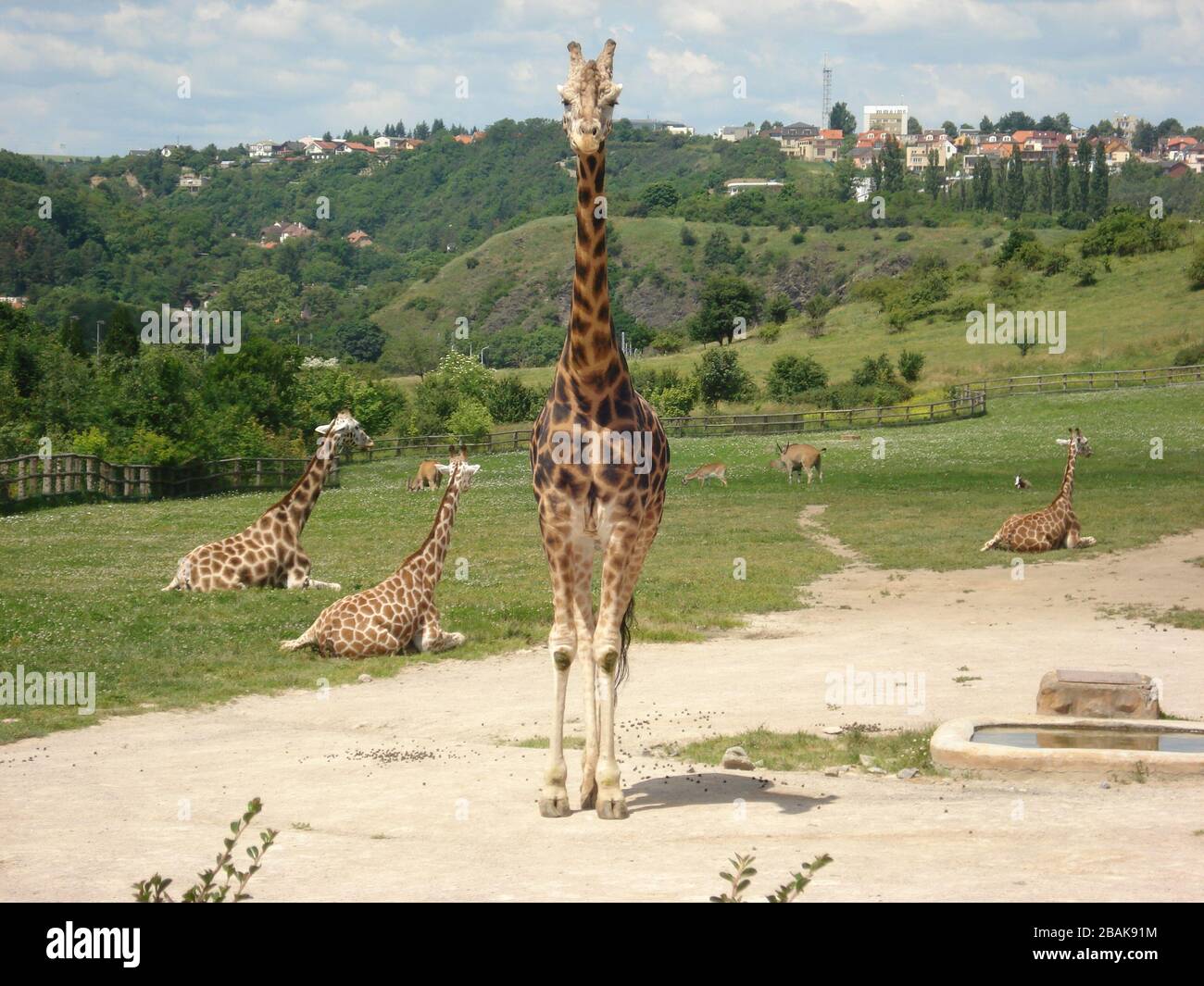 Giraffe au zoo de Prague Banque D'Images