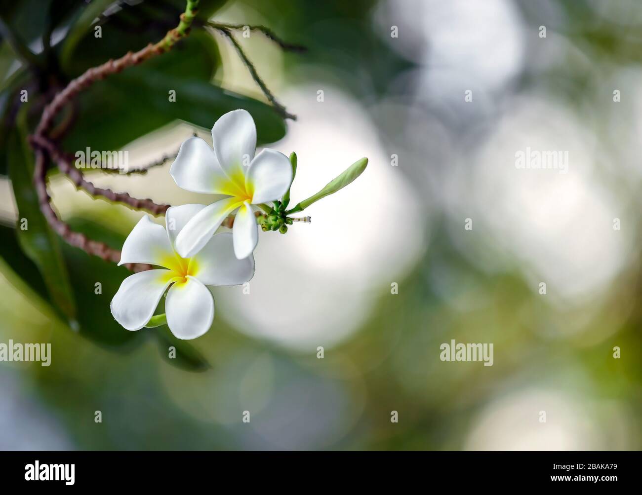 Fleurs blanches Frangipani dans le jardin Banque D'Images