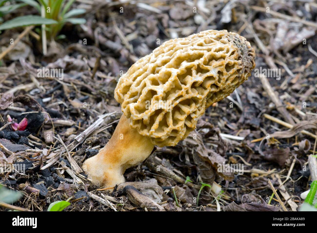 Morel jaune. Morchella esculenta, qui grandit dans les Pocono Mpuntains de Pennsylvanie Banque D'Images