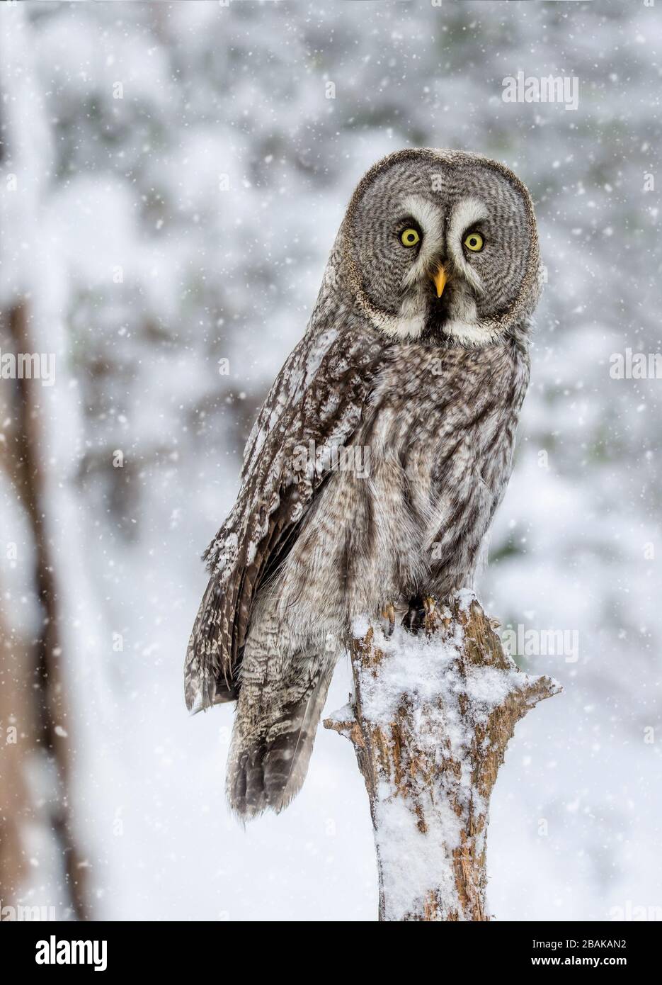 Super chouette grise regardant l'appareil photo sur un perchaude avec un fond enneigé et la neige qui tombe. Banque D'Images