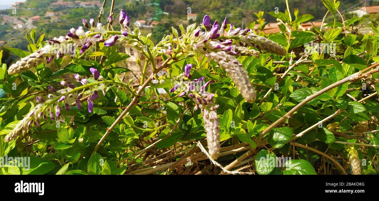 bulbe doux de la plante de la wisteria printanière fleurit dans des fleurs pourpres dans la verdure dans la campagne toscane Banque D'Images