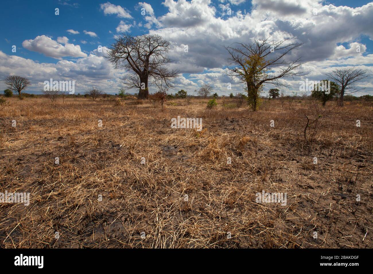 Arbres baobab dans un champ de maïs sec dans le sud du Malawi, après une récolte échouée due à El Nino. Banque D'Images