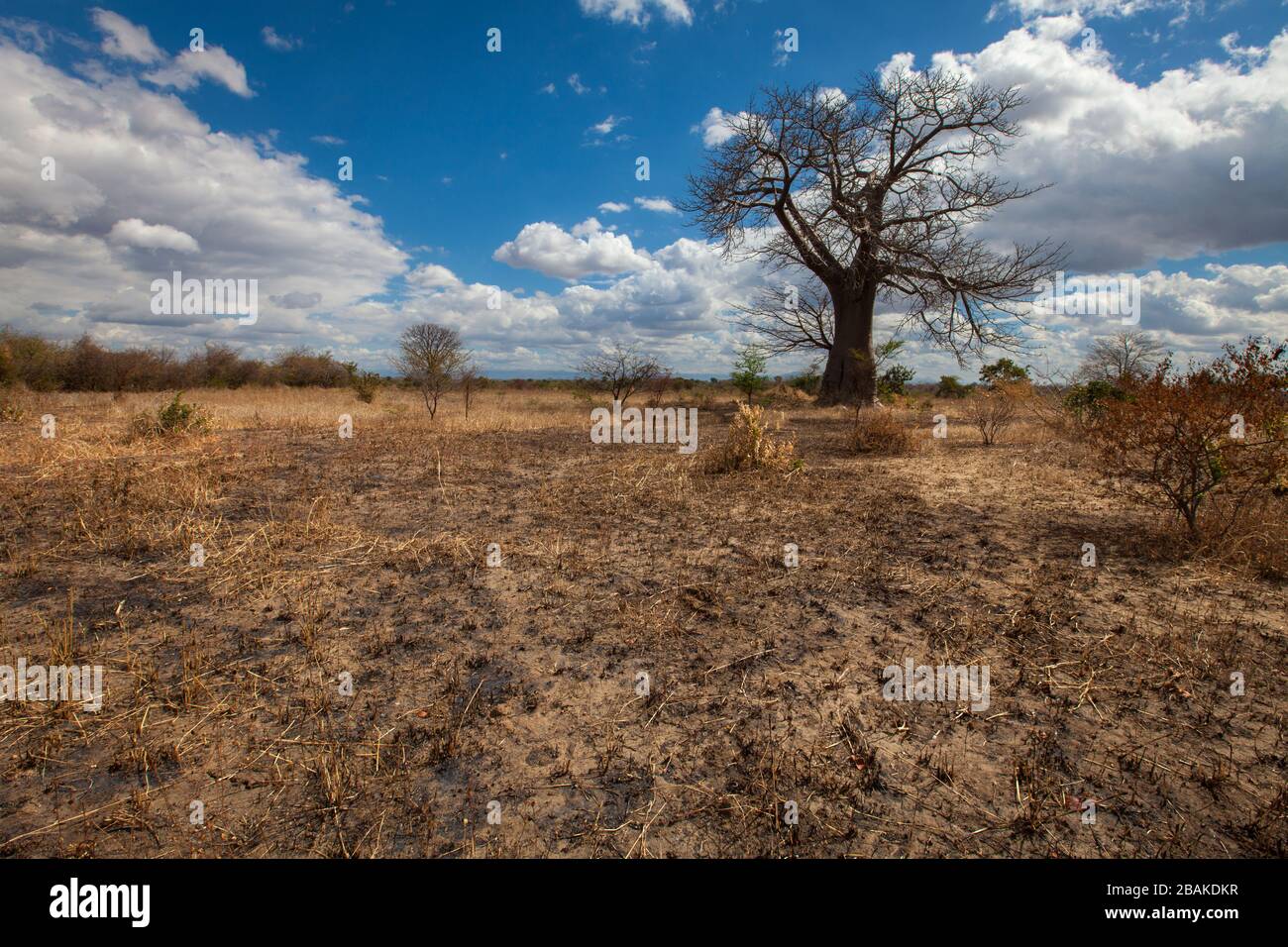 Arbres baobab dans un champ de maïs sec dans le sud du Malawi, après une récolte échouée due à El Nino. Banque D'Images