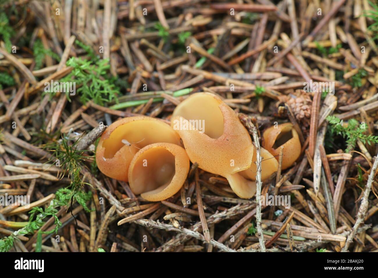 Otidea tuomikoskii, connu sous le nom d'oreille de lapin ou de goblet  fendu, champignon de Finlande Photo Stock - Alamy