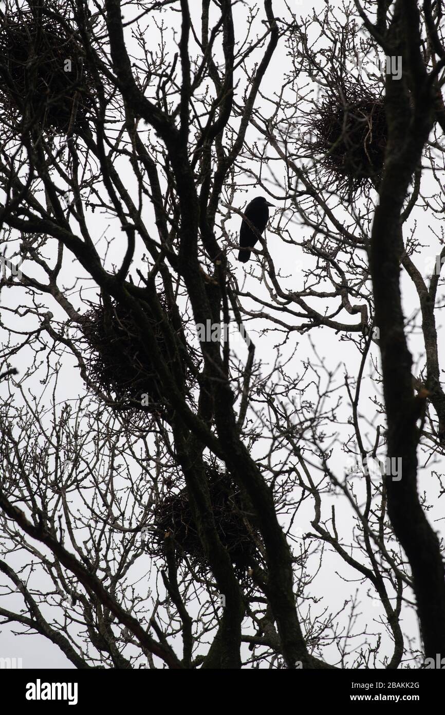 Rookery - rook - Corvus frugilegus entouré de nids, Royaume-Uni Banque D'Images
