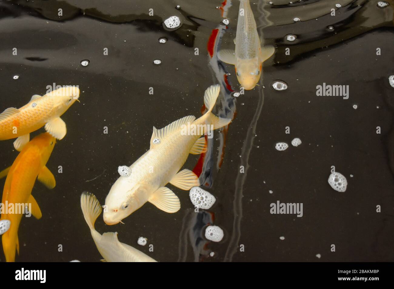 KOI Carp ou nishikigoi. Variétés colorées de Carp d'Amur (Cyprinus rubrofuscus, Cyprinus carpio) Banque D'Images