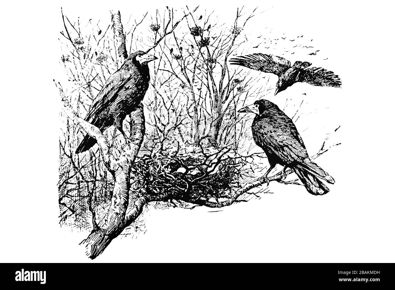 ROOK (Corvus frugilegus) famille Crow - Illustration 1889 gravée de style vintage Banque D'Images