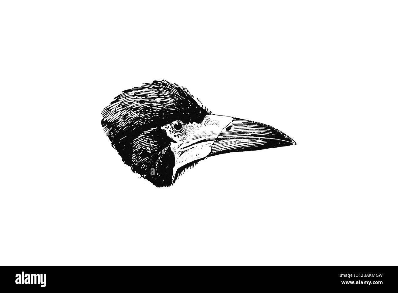 Chef DE LA famille ROOK (Corvus frugilegus) Crow - Illustration 1889 gravée de style vintage Banque D'Images