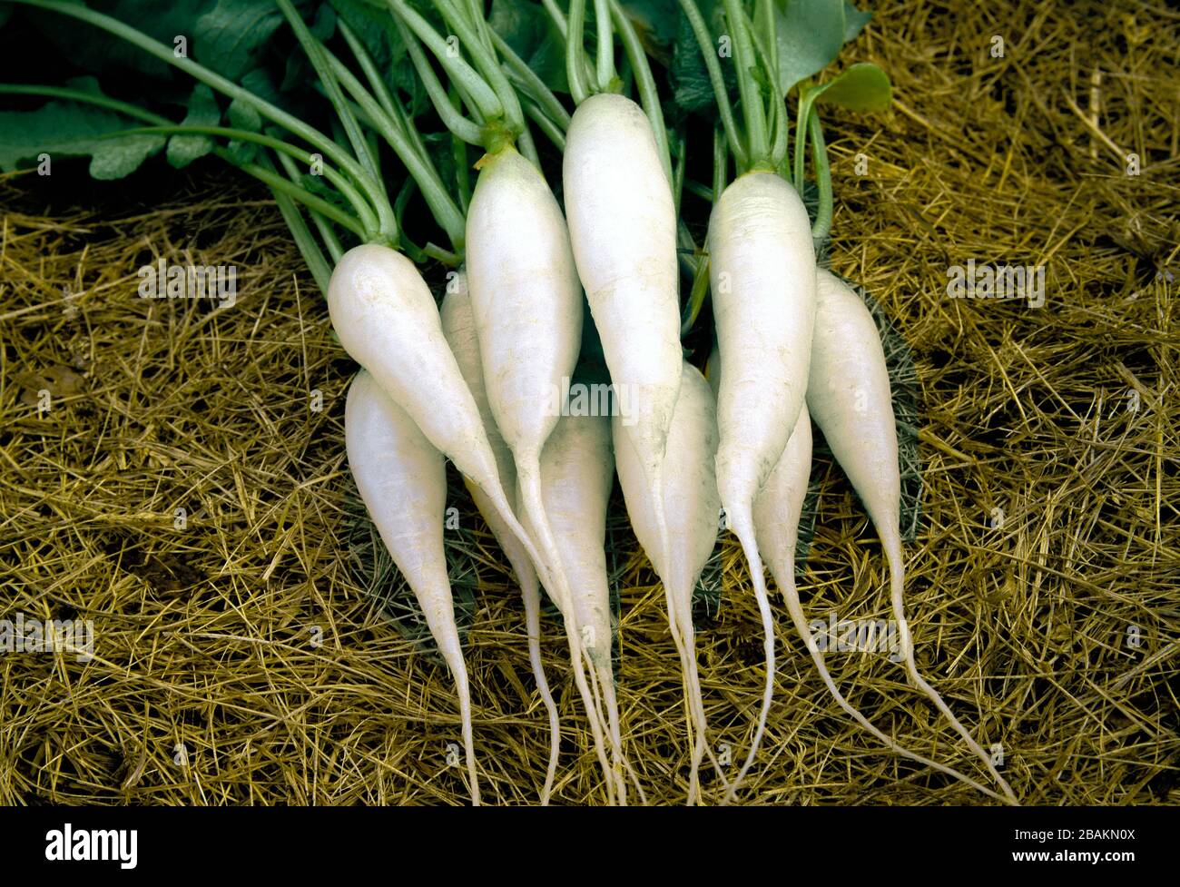 Icicle Short Top Radish, Raphanus sativus récolté dans un jardin d'arrière-cour en Pennsylvanie Banque D'Images