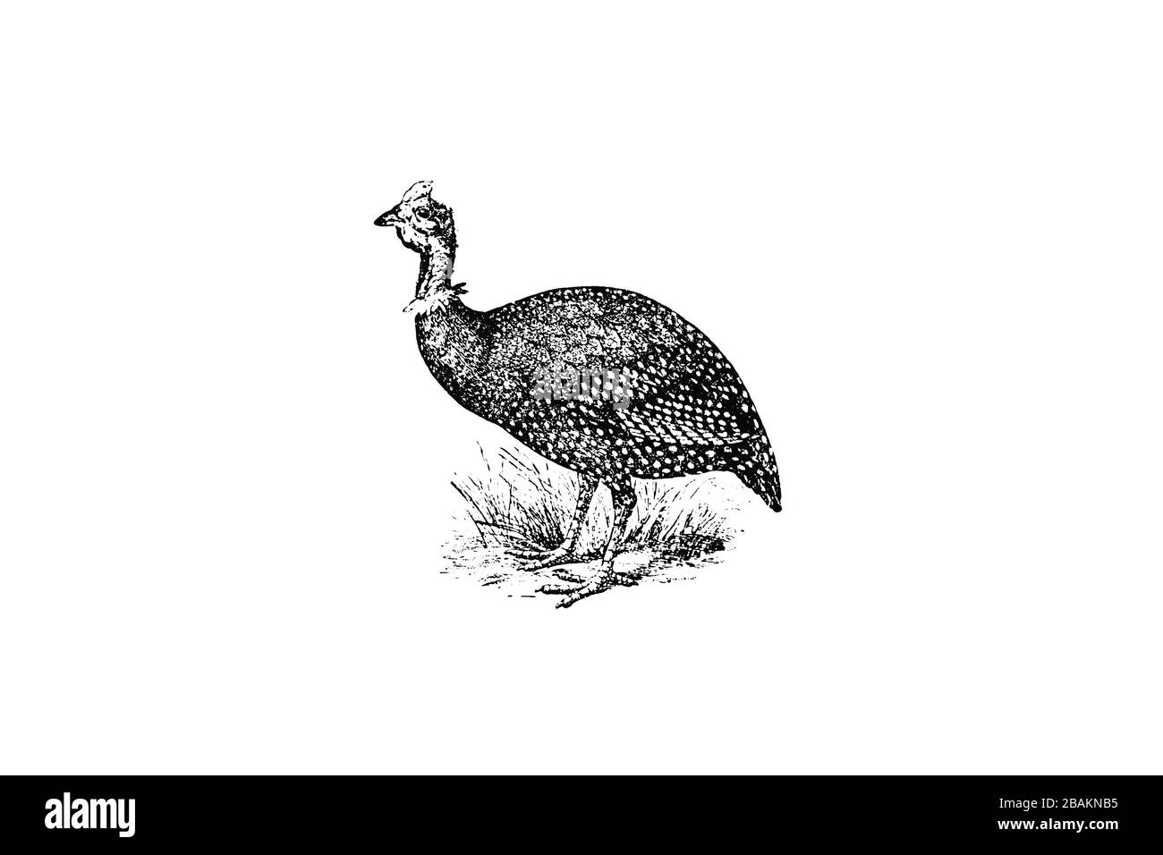 GUINÉAFLACHE HELMÉTÉE (Numida meleagris) - Illustration 1889 gravée de style vintage Banque D'Images