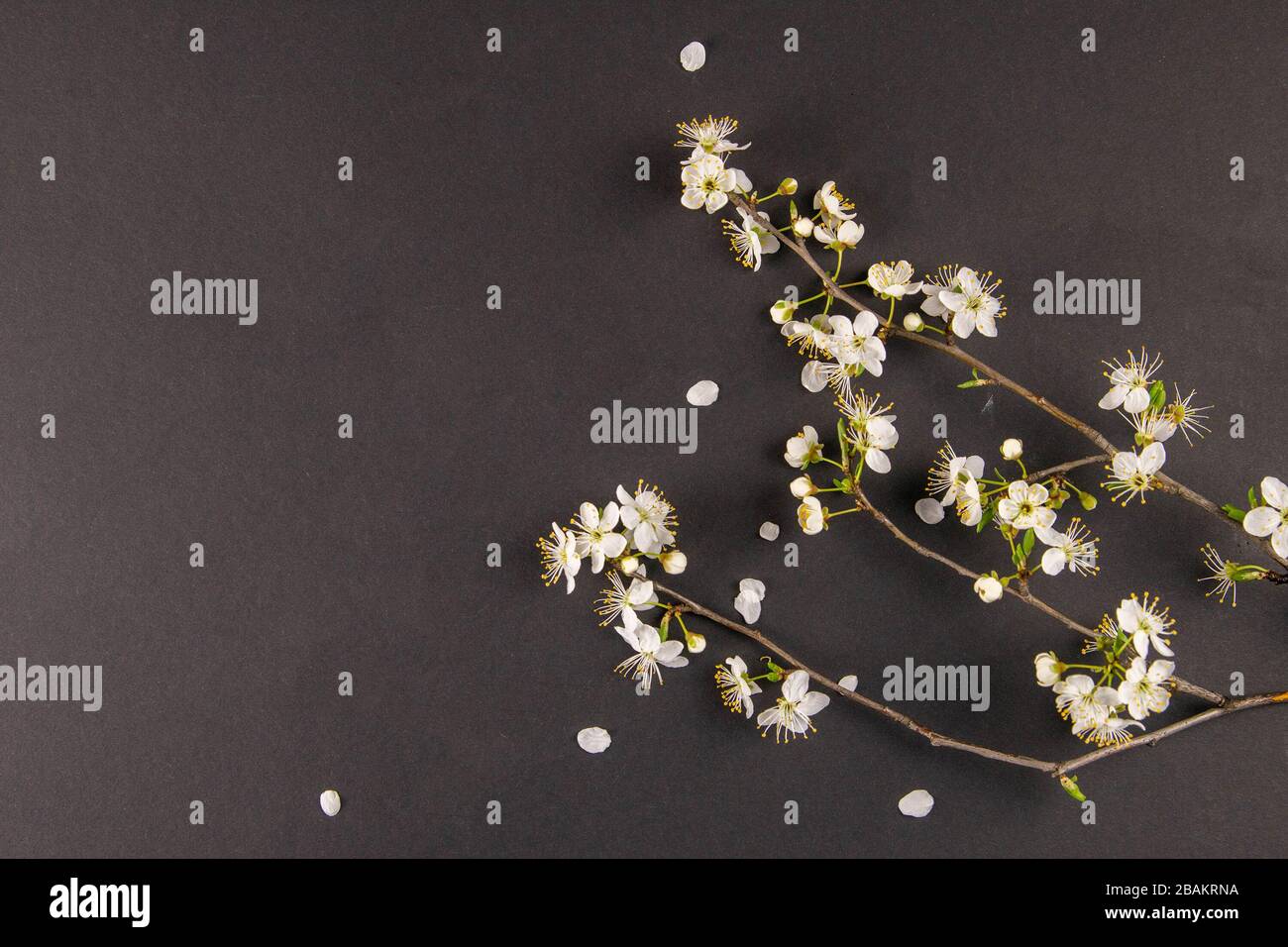 Arrière-plan de printemps avec fleurs prune sur noir Banque D'Images