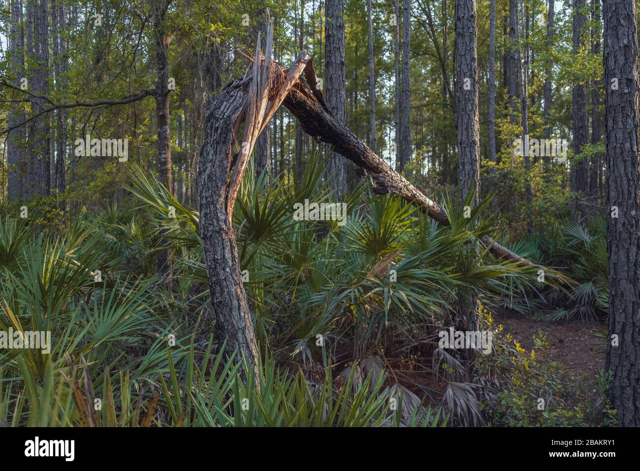 Arbre de pin fendu, brokene parmi les palmiers. Un arbre qui est tombé dans les bois. Réserve naturelle de Halpata Tastanaki Banque D'Images