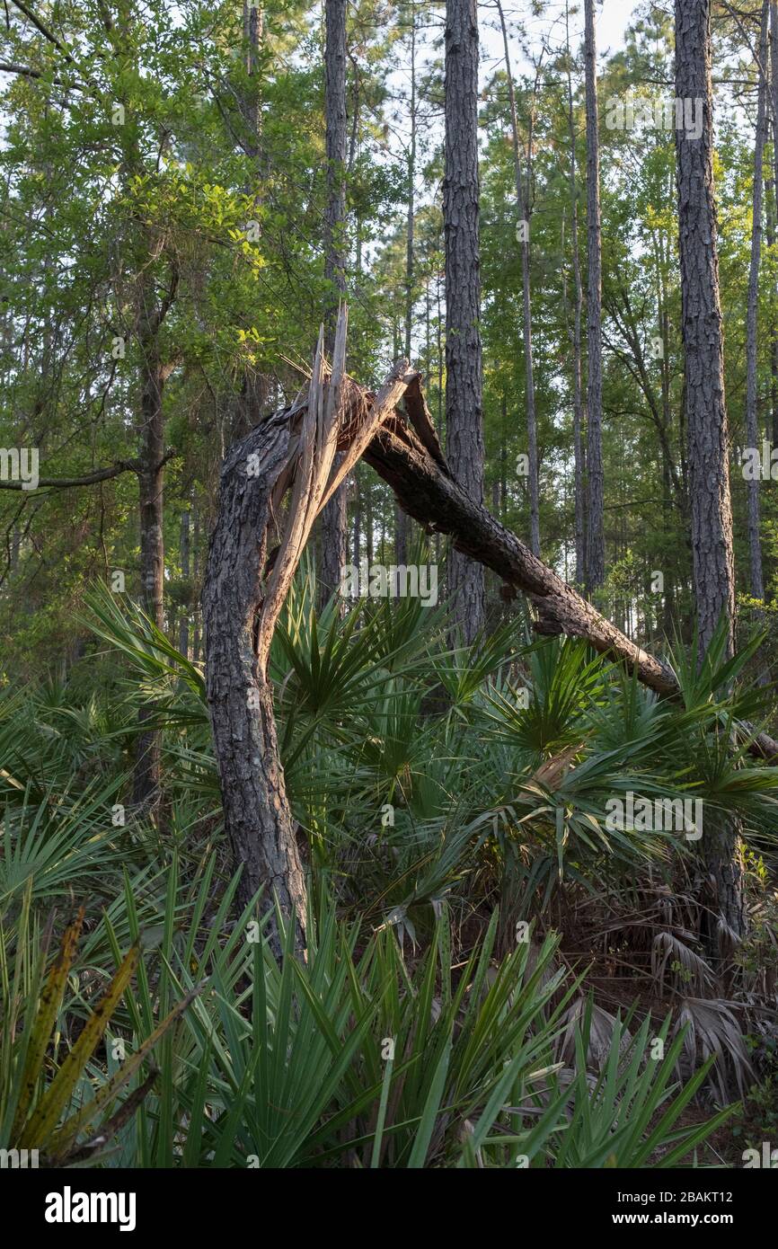 Arbre de pin fendu, brokene parmi les palmiers. Un arbre qui est tombé dans les bois. Réserve naturelle de Halpata Tastanaki Banque D'Images
